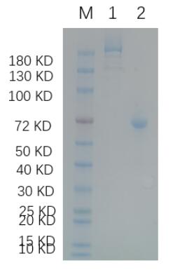 1. Cas9<br />2. BSA